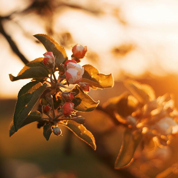 Sun shining through leaves on a tree, symbolizing energy.